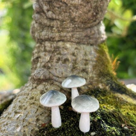 Mushrooms - small ornamental