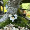 Mushrooms - small ornamental