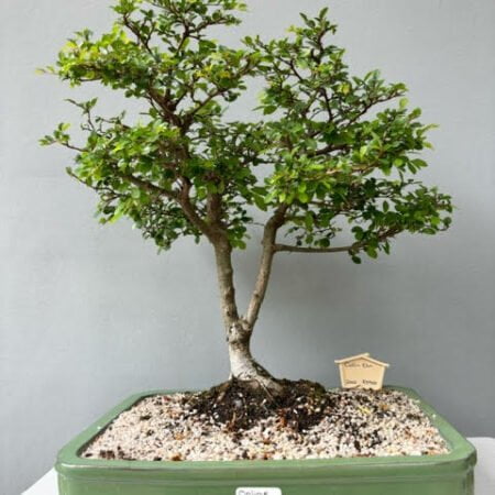 Catlin Elm Bonsai