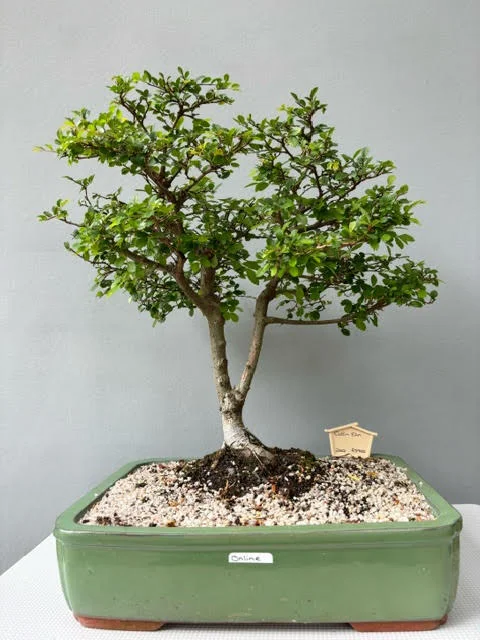 Catlin Elm Bonsai