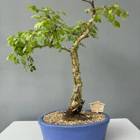 Acacia burkei bonsai