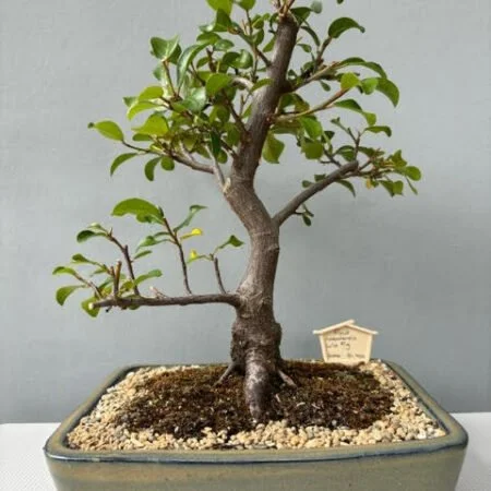 Ficus natalensis bonsai