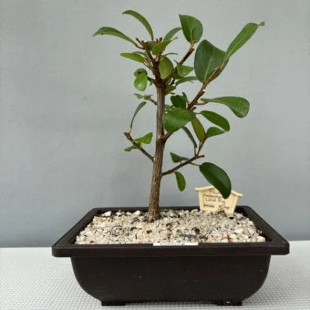 Ficus natalensis bonsai