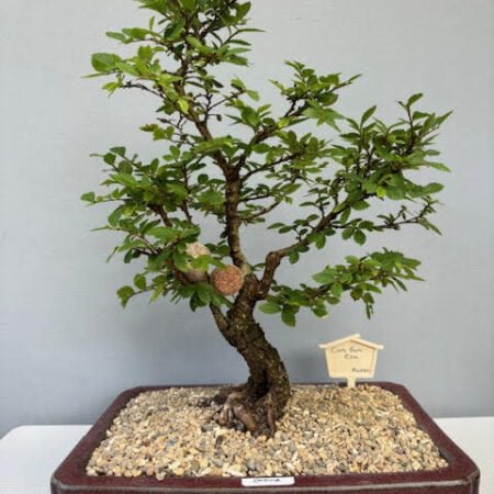 Cork Bark Elm Bonsai