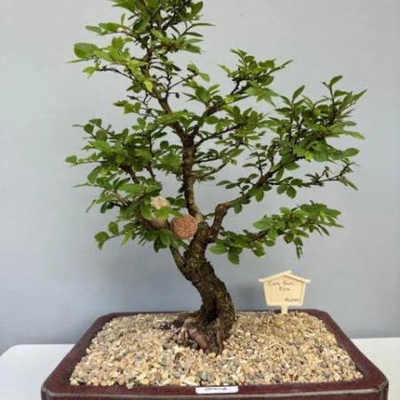 Cork Bark Elm Bonsai