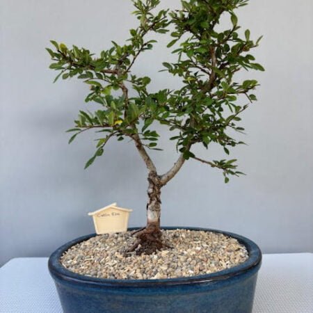 Catlin Elm Bonsai