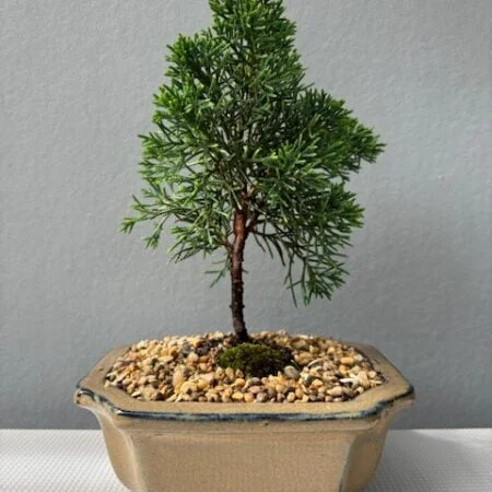 Shimpaku Itoigawa Juniper bonsai