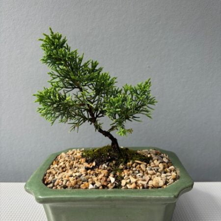Shimpaku Itoigawa Juniper bonsai