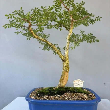 Acacia burkei - Black Monkey Thorn Bonsai