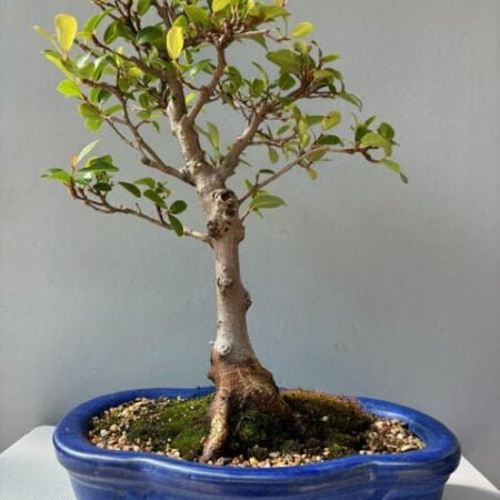 Ficus natalensis bonsai