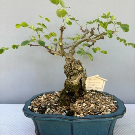 Acacia nigrescens - Knob Thorn Bonsai