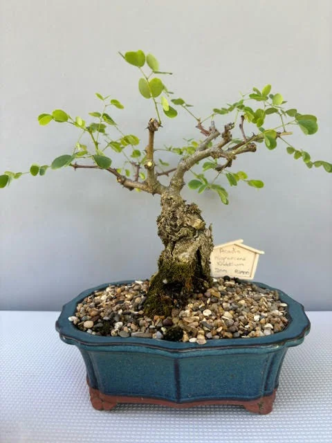 Acacia nigrescens - Knob Thorn Bonsai