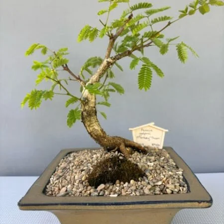 Acacia galpinii - Monkey Thorn bonsai