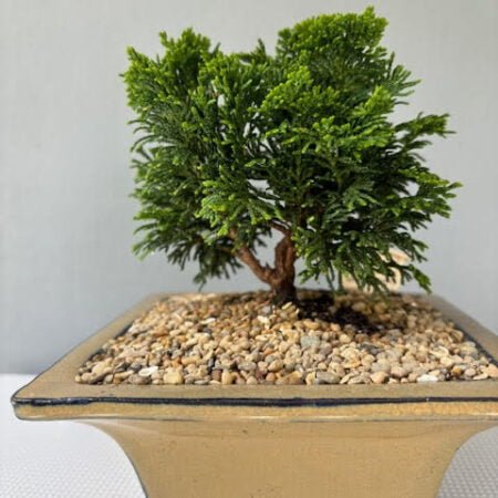 Hinoki Cypress Bonsai