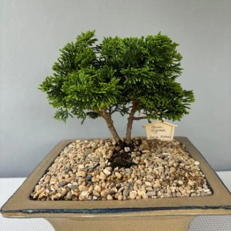 Hinoki Cypress Bonsai