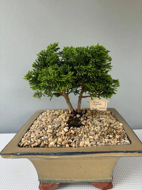 Hinoki Cypress Bonsai