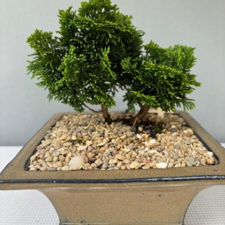 Hinoki Cypress Bonsai