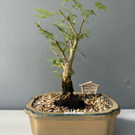 Acacia galpinii bonsai