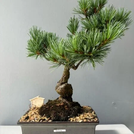 Japanese White Pine Bonsai