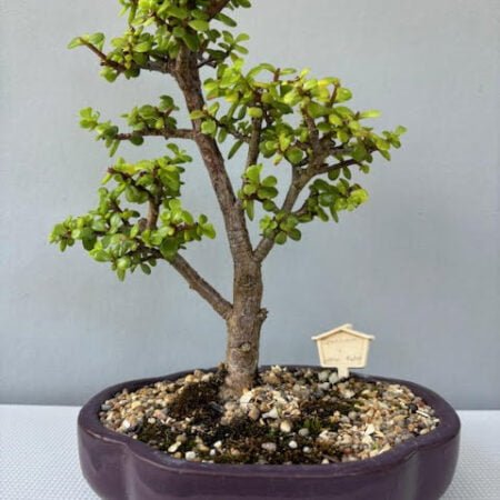 Spekboom bonsai