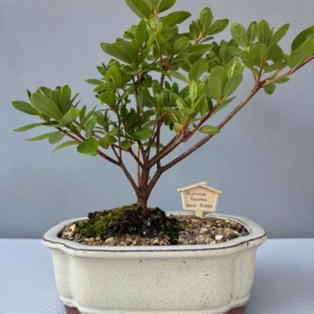 Kurume Azalea bonsai