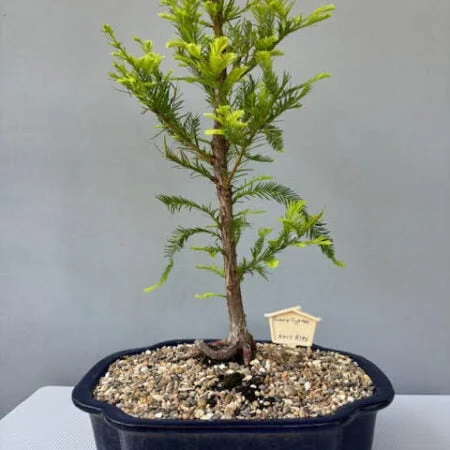 Swamp Cypress bonsai