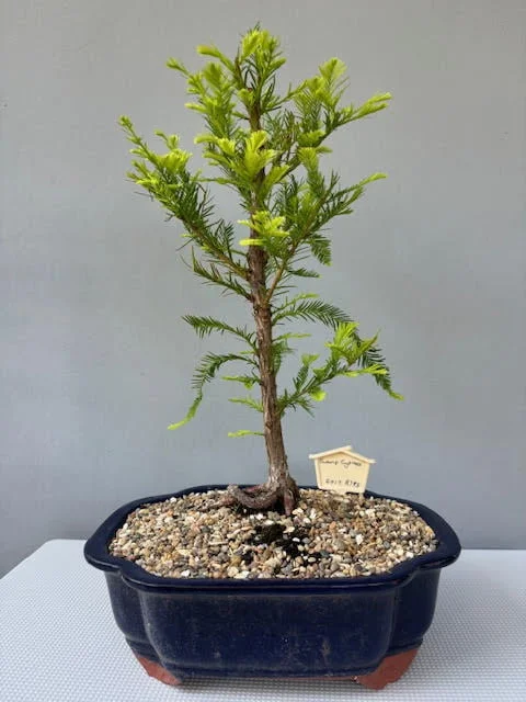 Swamp Cypress bonsai