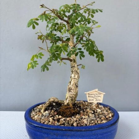 Acacia burkei bonsai