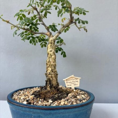 Acacia burkei bonsai