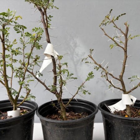 Acacia karroo - Sweet Thorn pre-bonsai