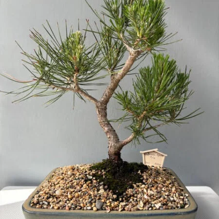 Japanese Black Pine Bonsai