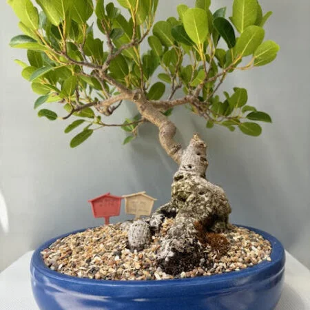 Ficus burtt-davyi bonsai