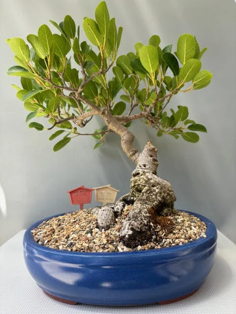 Ficus burtt-davyi bonsai
