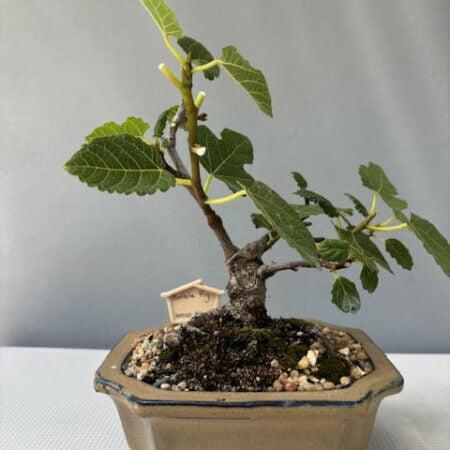 Ficus carica - Fig Bonsai