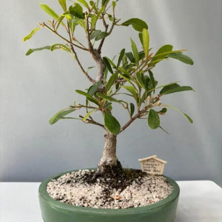 Ficus nerifolia bonsai