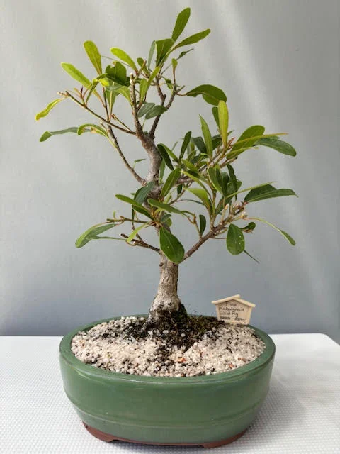 Ficus nerifolia bonsai