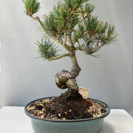 Japanese White Pine bonsai