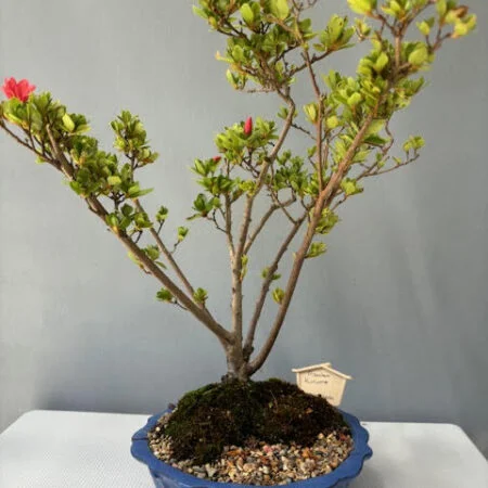 Kurume Azalea Bonsai