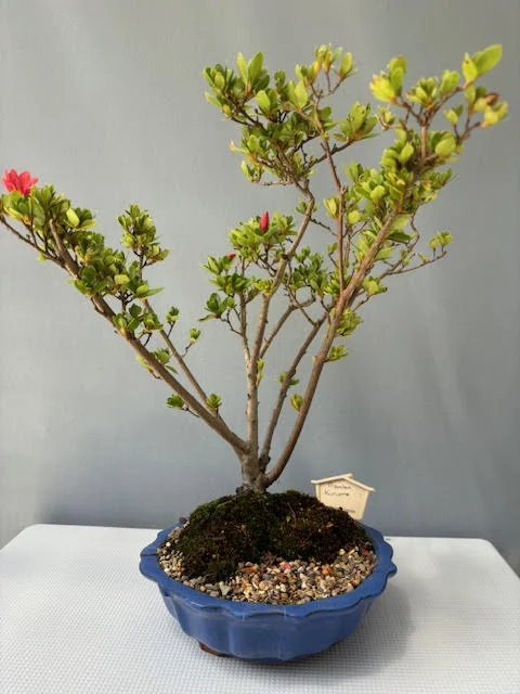 Kurume Azalea Bonsai