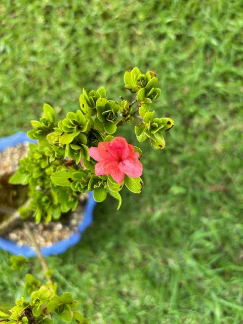 Kurume Azalea Bonsai