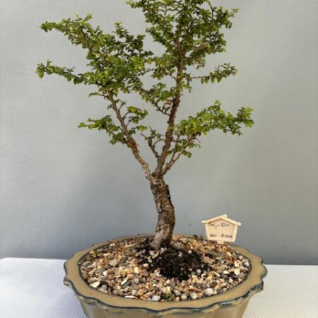 Seiju Elm bonsai