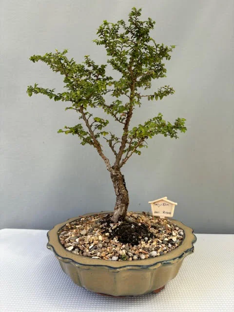 Seiju Elm bonsai