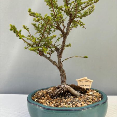 Seiju Elm bonsai