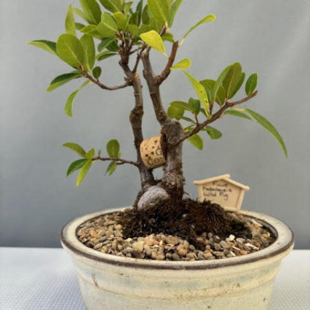 Ficus natalensis bonsai