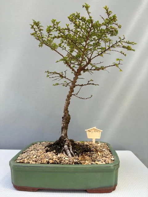 Seiju Elm bonsai