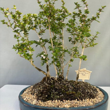 Serissa - Chinese Snow Rose bonsai