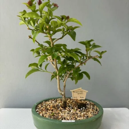 Bougainvillea bonsai