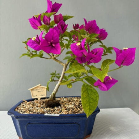 Bougainvillea bonsai