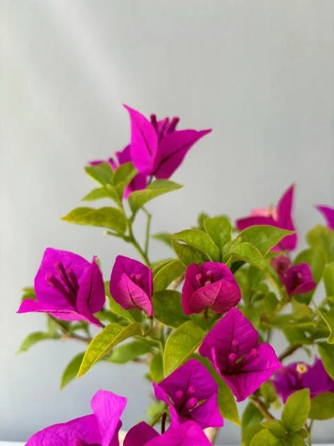 Bougainvillea bonsai