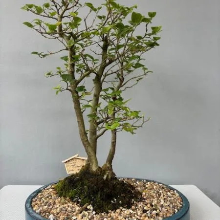 Celtis sinensis bonsai